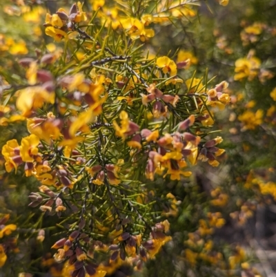 Dillwynia sieberi (Sieber's Parrot Pea) at Tuggeranong, ACT - 26 Aug 2023 by JP95