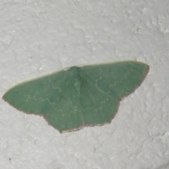 Maxates calaina (Neat-angled Emerald) at Paddys River, ACT - 25 Aug 2023 by Christine