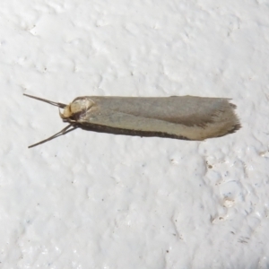 Philobota (genus) at Paddys River, ACT - 25 Aug 2023