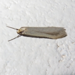 Philobota (genus) (Unidentified Philobota genus moths) at Paddys River, ACT - 25 Aug 2023 by Christine