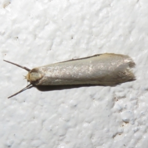 Philobota (genus) at Paddys River, ACT - 25 Aug 2023