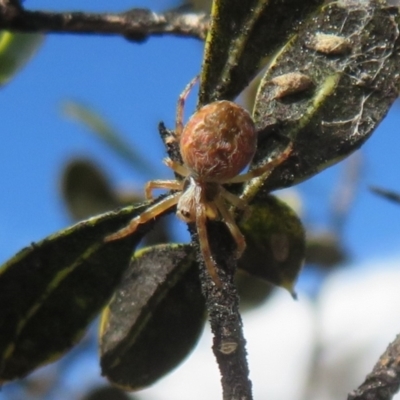 Salsa fuliginata (Sooty Orb-weaver) at Rendezvous Creek, ACT - 26 Aug 2023 by Christine