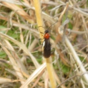 Braconidae (family) at Rendezvous Creek, ACT - 26 Aug 2023