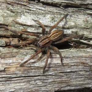 Miturga sp. (genus) at Rendezvous Creek, ACT - 26 Aug 2023