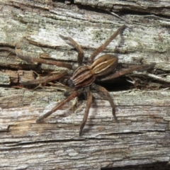Miturga sp. (genus) (Unidentified False wolf spider) at Rendezvous Creek, ACT - 26 Aug 2023 by Christine