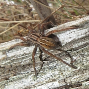 Miturga sp. (genus) at Rendezvous Creek, ACT - 26 Aug 2023