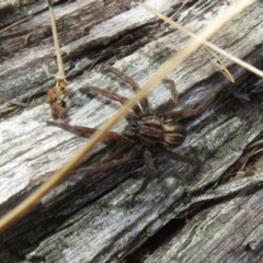 Miturga sp. (genus) at Rendezvous Creek, ACT - 26 Aug 2023