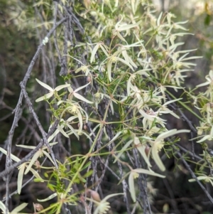 Clematis leptophylla at Tuggeranong, ACT - 27 Aug 2023