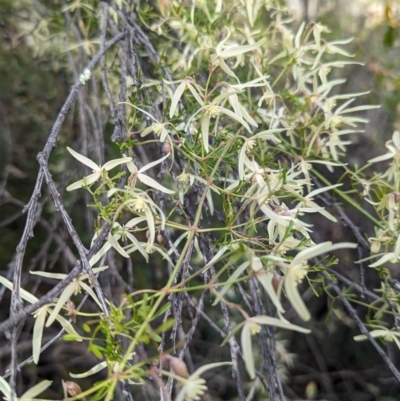 Clematis leptophylla (Small-leaf Clematis, Old Man's Beard) at Tuggeranong, ACT - 27 Aug 2023 by JP95