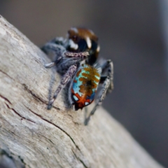 Maratus calcitrans (Kicking peacock spider) at Wanniassa Hill - 26 Aug 2023 by KorinneM