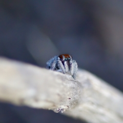 Maratus calcitrans at Tuggeranong, ACT - 26 Aug 2023