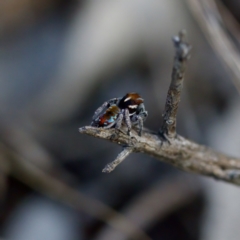 Maratus calcitrans at Tuggeranong, ACT - 26 Aug 2023