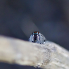 Maratus calcitrans at Tuggeranong, ACT - 26 Aug 2023