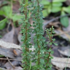 Bursaria spinosa (Native Blackthorn, Sweet Bursaria) at Wodonga - 20 Aug 2023 by KylieWaldon