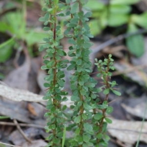 Bursaria spinosa at West Wodonga, VIC - 20 Aug 2023 10:08 AM