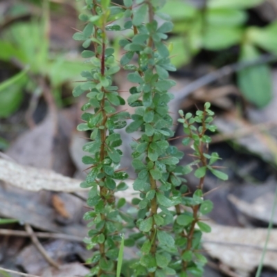 Bursaria spinosa (Native Blackthorn, Sweet Bursaria) at Wodonga - 20 Aug 2023 by KylieWaldon