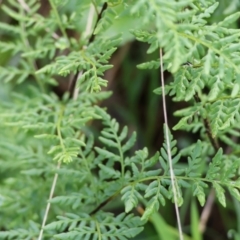 Cheilanthes austrotenuifolia (Rock Fern) at Wodonga - 19 Aug 2023 by KylieWaldon