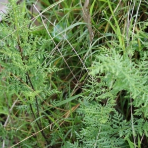 Cheilanthes austrotenuifolia at West Wodonga, VIC - 20 Aug 2023