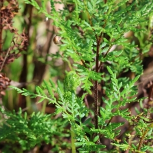 Cheilanthes austrotenuifolia at West Wodonga, VIC - 20 Aug 2023