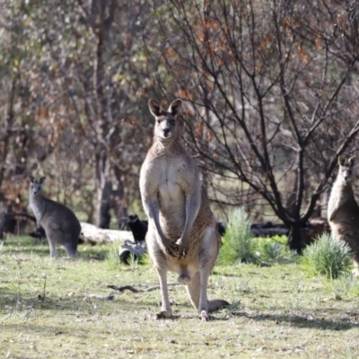 Macropus giganteus (Eastern Grey Kangaroo) at Molonglo River Reserve - 26 Aug 2023 by JimL