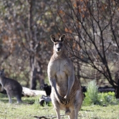 Macropus giganteus at Belconnen, ACT - 27 Aug 2023