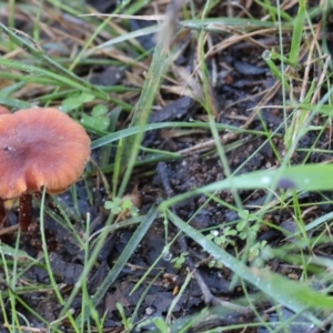 Laccaria sp. at West Wodonga, VIC - 20 Aug 2023