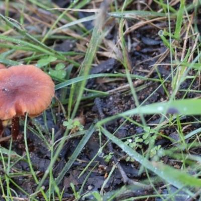 Unidentified Cap on a stem; gills below cap [mushrooms or mushroom-like] at Wodonga - 20 Aug 2023 by KylieWaldon