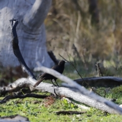 Corcorax melanorhamphos (White-winged Chough) at Molonglo River Reserve - 26 Aug 2023 by JimL