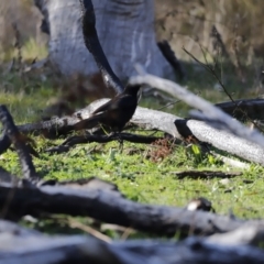 Corcorax melanorhamphos at Whitlam, ACT - 27 Aug 2023