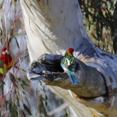 Platycercus eximius (Eastern Rosella) at Whitlam, ACT - 26 Aug 2023 by JimL