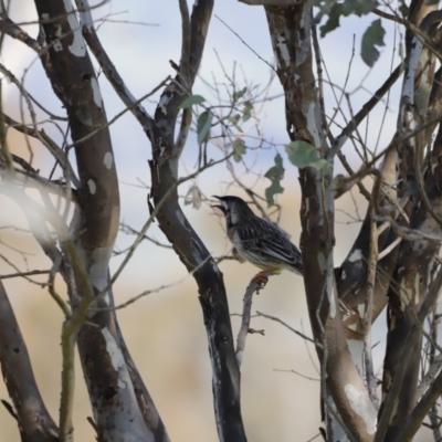 Anthochaera carunculata (Red Wattlebird) at Whitlam, ACT - 27 Aug 2023 by JimL