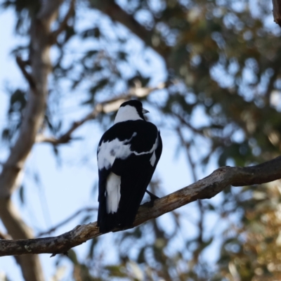 Gymnorhina tibicen (Australian Magpie) at Molonglo River Reserve - 26 Aug 2023 by JimL