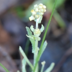 Pseudognaphalium luteoalbum (Jersey Cudweed) at West Wodonga, VIC - 20 Aug 2023 by KylieWaldon