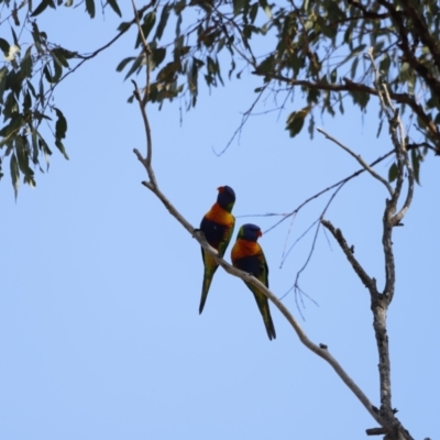 Trichoglossus moluccanus (Rainbow Lorikeet) at Whitlam, ACT - 27 Aug 2023 by JimL