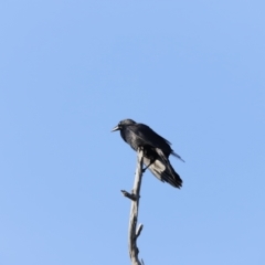 Corvus coronoides (Australian Raven) at Molonglo River Reserve - 26 Aug 2023 by JimL
