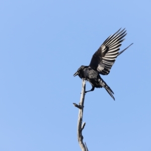 Corvus coronoides at Whitlam, ACT - 27 Aug 2023 08:02 AM