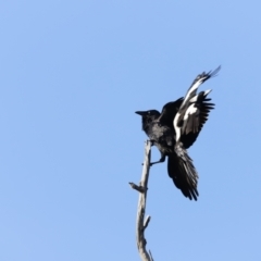 Corvus coronoides at Whitlam, ACT - 27 Aug 2023 08:02 AM