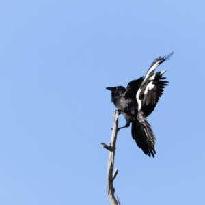 Corvus coronoides at Whitlam, ACT - 27 Aug 2023