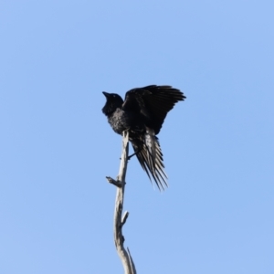 Corvus coronoides at Whitlam, ACT - 27 Aug 2023 08:02 AM