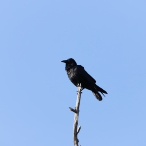 Corvus coronoides at Whitlam, ACT - 27 Aug 2023 08:02 AM