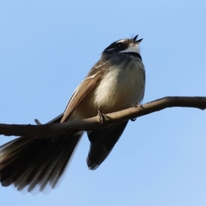 Rhipidura albiscapa at Whitlam, ACT - 27 Aug 2023 07:46 AM