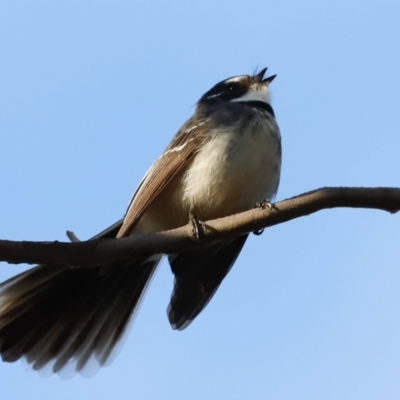 Rhipidura albiscapa (Grey Fantail) at Molonglo River Reserve - 26 Aug 2023 by JimL