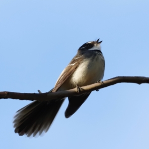 Rhipidura albiscapa at Whitlam, ACT - 27 Aug 2023 07:46 AM