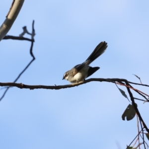 Rhipidura albiscapa at Whitlam, ACT - 27 Aug 2023 07:46 AM