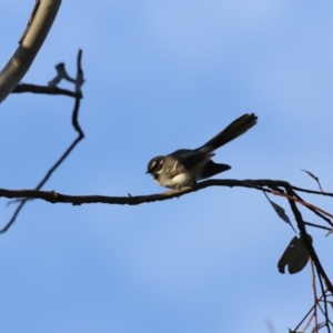 Rhipidura albiscapa at Whitlam, ACT - 27 Aug 2023 07:46 AM