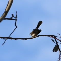 Rhipidura albiscapa at Whitlam, ACT - 27 Aug 2023 07:46 AM