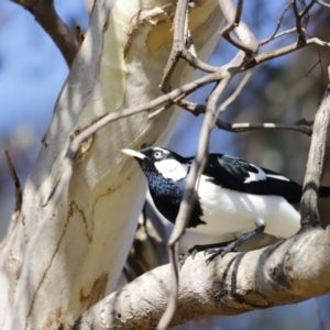 Grallina cyanoleuca at Whitlam, ACT - 27 Aug 2023 09:15 AM