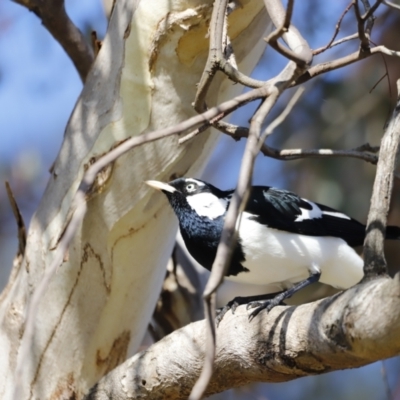 Grallina cyanoleuca (Magpie-lark) at Whitlam, ACT - 26 Aug 2023 by JimL