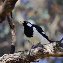 Grallina cyanoleuca at Whitlam, ACT - 27 Aug 2023 09:15 AM