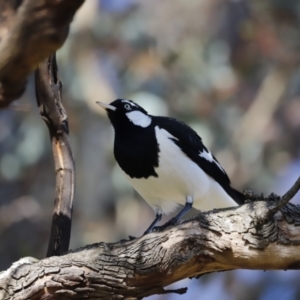 Grallina cyanoleuca at Whitlam, ACT - 27 Aug 2023